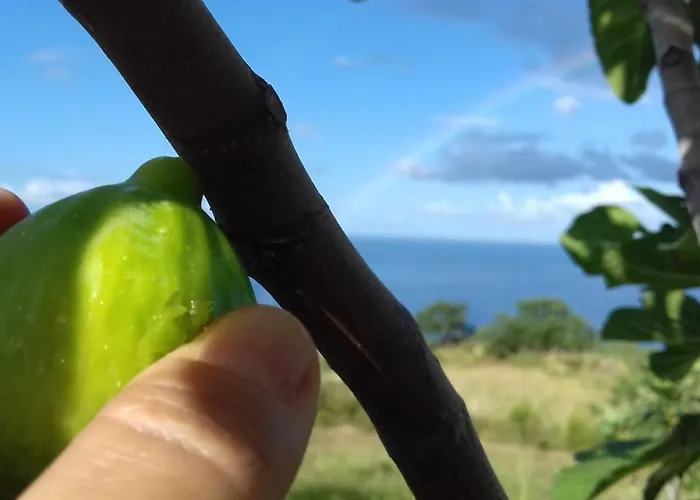 农家乐 Podere Staffa 圣卢西铎